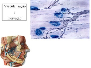 Vascularização
e
Inervação
 