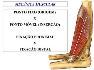 PONTO FIXO (ORIGEM)
X
PONTO MÓVEL (INSERÇÃO)
FIXAÇÃO PROXIMAL
X
FIXAÇÃO DISTAL
MECÂNICA MUSCULAR
 