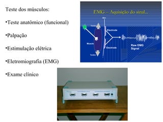 Muscle
Tendon
Raw EMG
Signal
Electrode
Electrode
Tendon
Skin
EMGEMG –– Aquisição do sinal...Aquisição do sinal...Teste dos músculos:
•Teste anatômico (funcional)
•Palpação
•Estimulação elétrica
•Eletromiografia (EMG)
•Exame clínico
 