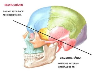 NEUROCRÂNIO
VISCEROCRÂNIO
BAIXA ELASTICIDADE
ALTA RESISTÊNCIA
ORIFÍCIOS NATURAIS
CÂMARAS DE AR
 