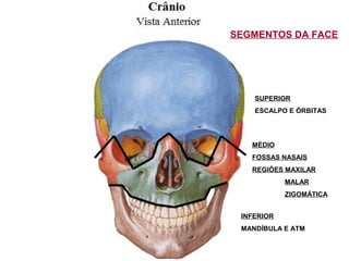 SEGMENTOS DA FACE
SUPERIOR
ESCALPO E ÓRBITAS
MÉDIO
FOSSAS NASAIS
REGIÕES MAXILAR
MALAR
ZIGOMÁTICA
INFERIOR
MANDÍBULA E ATM
 