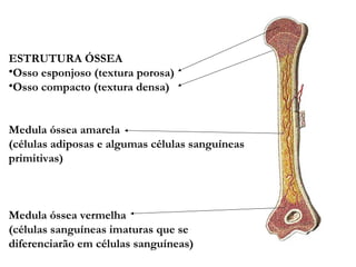 ESTRUTURA ÓSSEA
•Osso esponjoso (textura porosa)
•Osso compacto (textura densa)
Medula óssea amarela
(células adiposas e algumas células sanguíneas
primitivas)
Medula óssea vermelha
(células sanguíneas imaturas que se
diferenciarão em células sanguíneas)
 