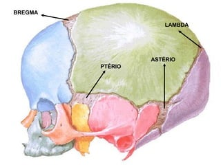 BREGMA
PTÉRIO
ASTÉRIO
LAMBDA
 