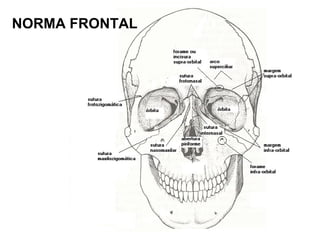 NORMA FRONTAL
 