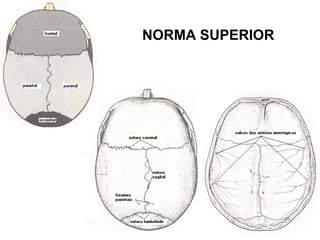 NORMA SUPERIOR
 