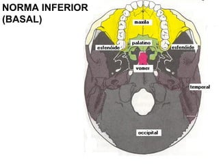 NORMA INFERIOR
(BASAL)
 