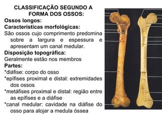 CLASSIFICAÇÃO SEGUNDO A
FORMA DOS OSSOS:
Ossos longos:
Características morfológicas:
São ossos cujo comprimento predomina
sobre a largura e espessura e
apresentam um canal medular.
Disposição topográfica:
Geralmente estão nos membros
Partes:
*diáfise: corpo do osso
*epífises proximal e distal: extremidades
dos ossos
*metáfises proximal e distal: região entre
as epífises e a diáfise
*canal medular: cavidade na diáfise do
osso para alojar a medula óssea
 