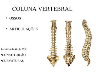 COLUNA VERTEBRAL
• OSSOS
• ARTICULAÇÕES
GENERALIDADES:
•CONSTITUIÇÃO
•CURVATURAS
 