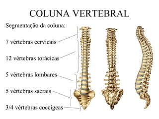 COLUNA VERTEBRAL
Segmentação da coluna:
7 vértebras cervicais
12 vértebras torácicas
5 vértebras lombares
5 vértebras sacrais
3/4 vértebras coccígeas
 