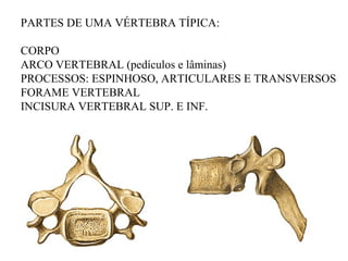 PARTES DE UMA VÉRTEBRA TÍPICA:
CORPO
ARCO VERTEBRAL (pedículos e lâminas)
PROCESSOS: ESPINHOSO, ARTICULARES E TRANSVERSOS
FORAME VERTEBRAL
INCISURA VERTEBRAL SUP. E INF.
 