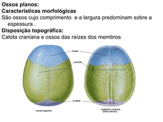 Ossos planos:
Características morfológicas
São ossos cujo comprimento e a largura predominam sobre a
espessura .
Disposição topográfica:
Calota craniana e ossos das raízes dos membros
 