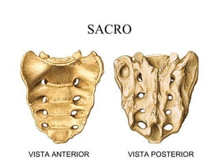 SACRO
VISTA ANTERIOR VISTA POSTERIOR
 