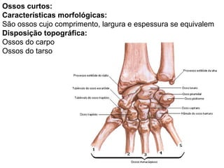 Ossos curtos:
Características morfológicas:
São ossos cujo comprimento, largura e espessura se equivalem
Disposição topográfica:
Ossos do carpo
Ossos do tarso
 