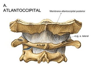 A.A.
ATLANTOCCIPITALATLANTOCCIPITAL Membrana atlantoccipital posterior
ATLAS
Lig. a. lateral
 