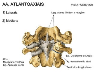 AA. ATLANTOAXIAISAA. ATLANTOAXIAIS
1)1) LateraisLaterais
2)2) MedianaMediana
1
2
Ligg. Alares (limitam a rotação)
Lig. Cruciforme do Atlas:
lig. transverso do atlas
fascículos longitudinais
VISTA POSTERIOR
Obs:
Membrana Tectória
Lig. Ápice do Dente
 
