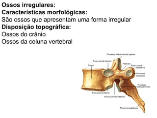 Ossos irregulares:
Características morfológicas:
São ossos que apresentam uma forma irregular
Disposição topográfica:
Ossos do crânio
Ossos da coluna vertebral
 