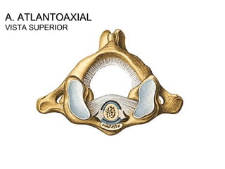 A. ATLANTOAXIALA. ATLANTOAXIAL
VISTA SUPERIOR
 