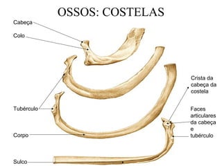 OSSOS: COSTELAS
Cabeça
Colo
Tubérculo
Corpo
Sulco
Faces
articulares
da cabeça
e
tubérculo
Crista da
cabeça da
costela
 