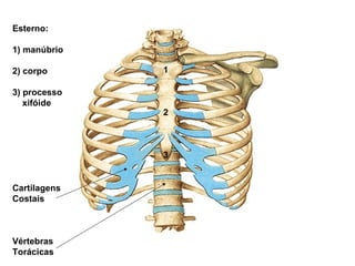Esterno:
1) manúbrio
2) corpo
3) processo
xifóide
Cartilagens
Costais
Vértebras
Torácicas
1
2
3
 