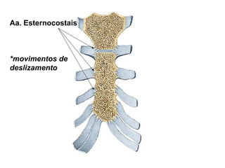 Aa. Esternocostais
*movimentos de
deslizamento
 