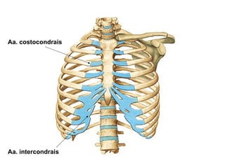 Aa. costocondrais
Aa. intercondrais
 