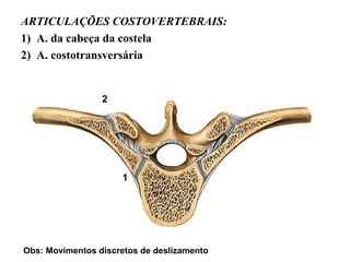 ARTICULAÇÕES COSTOVERTEBRAIS:
1) A. da cabeça da costela
2) A. costotransversária
2
1
Obs: Movimentos discretos de deslizamento
 