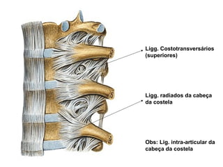 Ligg. Costotransversários
(superiores)
Ligg. radiados da cabeça
da costela
Obs: Lig. intra-articular da
cabeça da costela
 