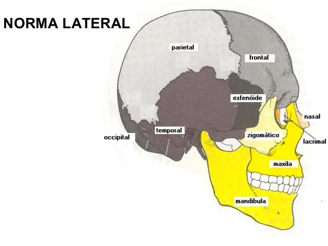 Anatomia geral