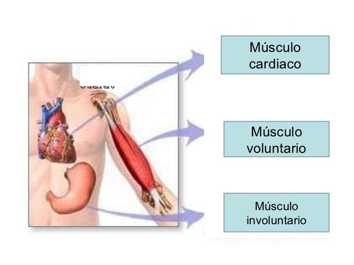 Sistema locomotor y sentidos