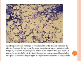Es el tejido que se encarga especialmente de la función inmune de ciertos órganos de los mamíferos en especial(aunque ciertas aves lo tengan), es decir, de protegerle frente a los organismos que puedan causarle algún daño e intentar eliminarlos con rapidez. Sus células cumplen la función de proteger el organismo mediante la fagocitosis. 