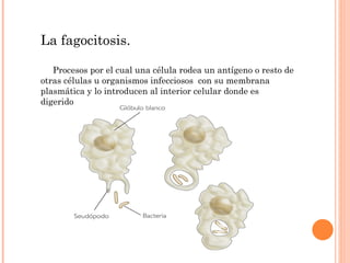 La fagocitosis. Procesos por el cual una célula rodea un antígeno o resto de otras células u organismos infecciosos  con su membrana plasmática y lo introducen al interior celular donde es digerido. 