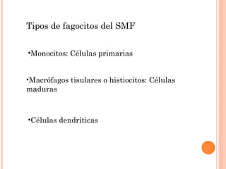 Tipos de fagocitos del SMF  Células dendríticas Monocitos: Células primarias Macrófagos tisulares o histiocitos: Células maduras 