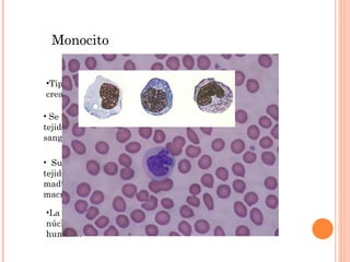 Su emplazamiento final es el tejido conectivo en el que se maduran transformándose en macrófagos tisulares. Monocito Tipo de leucocito que se crea en la médula ósea  Se reparte alrededor de todos los tejidos del cuerpo por el torrente sanguíneo. La forma que caracteriza su núcleo es la de un riñon humano. 