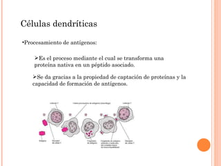 Células dendríticas Procesamiento de antígenos: Se da gracias a la propiedad de captación de proteínas y la capacidad de formación de antígenos. Es el proceso mediante el cual se transforma una proteína nativa en un péptido asociado. 