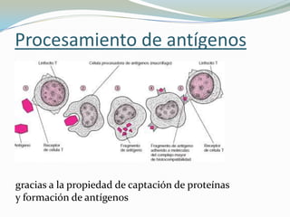 Procesamiento de antígenos

gracias a la propiedad de captación de proteínas
y formación de antígenos

 