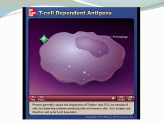 Sistema mononuclear fagocítico