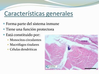 Características generales
 Forma parte del sistema inmune
 Tiene una función protectora
 Está constituido por:
 Monocitos circulantes
 Macrófagos tisulares
 Células dendríticas

 
