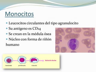 Monocitos
 Leucocitos circulantes del tipo agranulocito
 Su antígeno es CD14
 Se crean en la médula ósea
 Núcleo con forma de riñón

humano

 