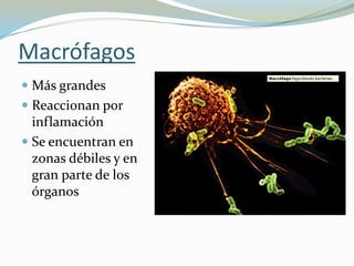 Macrófagos
 Más grandes
 Reaccionan por
inflamación
 Se encuentran en
zonas débiles y en
gran parte de los
órganos

 