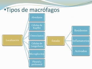 •Tipos de macrófagos
Alveolares
Células de
Kupffer

Residentes
Osteoclastos
Localización

Estado

Inflamatorios

Células de
Langerhans

Activados
Microgliocitos
Pleural y
peritoneal

 