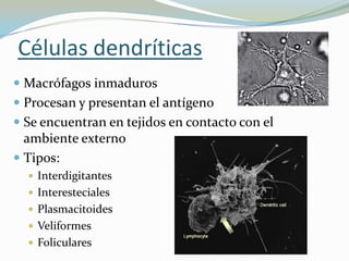 Células dendríticas
 Macrófagos inmaduros

 Procesan y presentan el antígeno
 Se encuentran en tejidos en contacto con el
ambiente externo

 Tipos:
 Interdigitantes
 Interesteciales
 Plasmacitoides

 Veliformes
 Foliculares

 