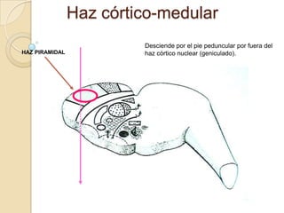Haz córtico-medular
                         Desciende por el pie peduncular por fuera del
HAZ PIRAMIDAL            haz córtico nuclear (geniculado).
 