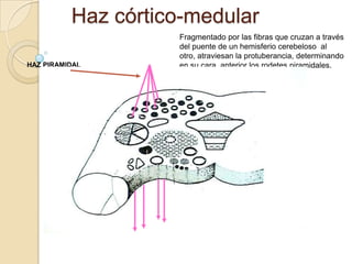 Haz córtico-medular
                    Fragmentado por las fibras que cruzan a través
                    del puente de un hemisferio cerebeloso al
                    otro, atraviesan la protuberancia, determinando
HAZ PIRAMIDAL       en su cara anterior los rodetes piramidales.
 