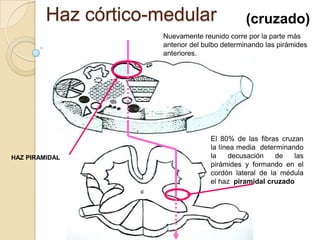 Haz córtico-medular                   (cruzado)
                      Nuevamente reunido corre por la parte más
                      anterior del bulbo determinando las pirámides
                      anteriores.




                                    El 80% de las fibras cruzan
                                    la línea media determinando
HAZ PIRAMIDAL                       la    decusación    de   las
                                    pirámides y formando en el
                                    cordón lateral de la médula
                                    el haz piramidal cruzado
 