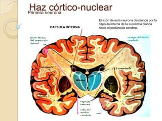 Hazneurona:
Primera
        córtico-nuclear
                        El axón de esta neurona desciende por la
                        cápsula interna de la sustancia blanca
      CAPSULA INTERNA   hacia el pedúnculo cerebral.
 