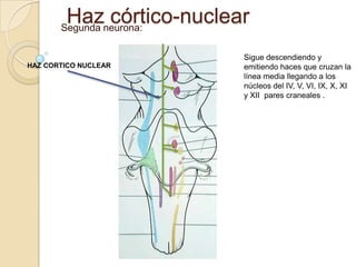 Hazneurona:
       Segunda
               córtico-nuclear
                             Sigue descendiendo y
HAZ CORTICO NUCLEAR          emitiendo haces que cruzan la
                             línea media llegando a los
                             núcleos del IV, V, VI, IX, X, XI
                             y XII pares craneales .
 