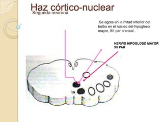 Haz córtico-nuclear
Segunda neurona:

               Se agota en la mitad inferior del
               bulbo en el núcleo del hipogloso
               mayor, XII par craneal .


                         NERVIO HIPOGLOSO MAYOR
                         XII PAR
 
