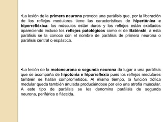•La lesión de la primera neurona provoca una parálisis que, por la liberación
de los reflejos medulares tiene las características de hipertónica e
hiperrefléxica: los músculos están duros y los reflejos están exaltados
apareciendo incluso los reflejos patológicos como el de Babinski; a esta
parálisis se la conoce con el nombre de parálisis de primera neurona o
parálisis central o espástica.




•La lesión de la motoneurona o segunda neurona da lugar a una parálisis
que se acompaña de hipotonía e hiporreflexía pues los reflejos medulares
también se hallan comprometidos. Al mismo tiempo, la función trófica
medular queda también anulada produciéndose por ello una atrofia muscular.
A este tipo de parálisis se les denomina parálisis de segunda
neurona, periférica o fláccida.
 