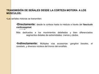 TRANSMISIÓN DE SEÑALES DESDE LA CORTEZA MOTORA A LOS
MÚSCULOS:

•Las señales motoras se transmiten:

         •Directamente:      desde la corteza hasta la médula a través del fascículo
         corticoespinal.

         Más    dedicados a los movimientos detallados y bien diferenciados
                   segmentos distales de extremidades: manos y dedos.


         •Indirectamente:        Múltiples vías accesorias: ganglios basales, el
         cerebelo, y diversos núcleos del tronco del encéfalo.
 