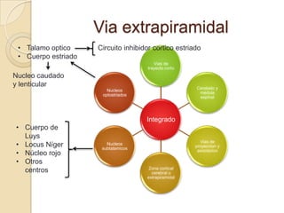 Via extrapiramidal
 • Talamo optico     Circuito inhibidor cortico estriado
 • Cuerpo estriado
                                         Vias de
                                      trayecto corto
Nucleo caudado
y lenticular                                           Cerebelo y
                        Nucleos
                                                        medula
                      optostriados
                                                        espinal




                                     Integrado
• Cuerpo de
  Luys
                                                         Vias de
• Locus Níger           Nucleos
                      subtalamicos
                                                       proyeccion y
• Núcleo rojo                                           asociacion

• Otros
                                      Zona cortical
  centros                              cerebral o
                                     extrapiramidal
 